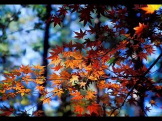 Peygamber Ocağında Cellat -İzzettin Bilgin