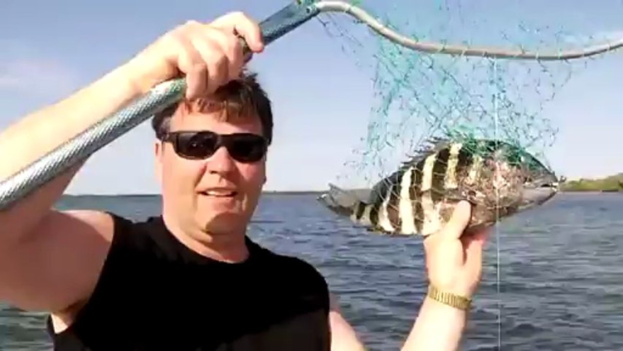 Sheepshead
