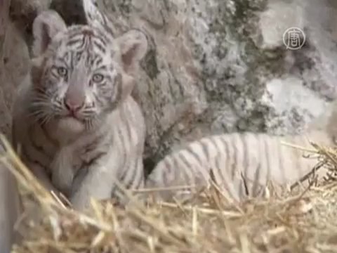 Редких белых тигрят показали публике