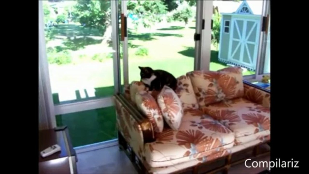 Les chats savent dire "Hello" (Compilation)