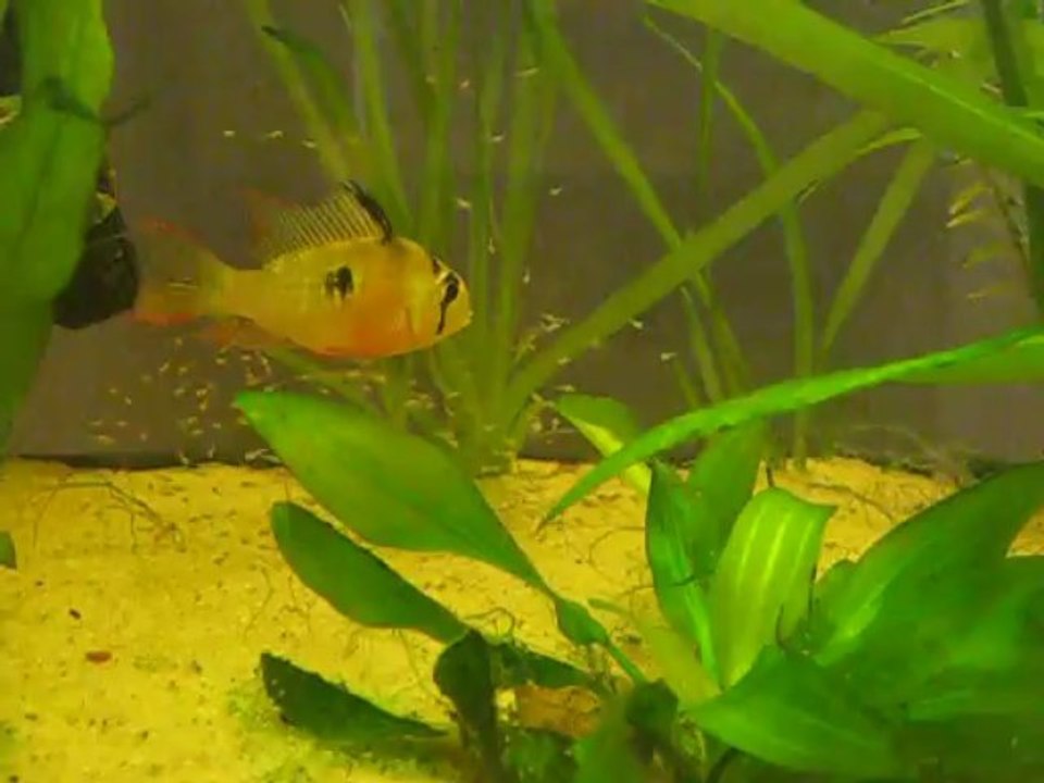 Nuage d' alevins altispinosas