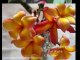 Tropical Plants - Plumeria Flowers In Chicago - Plant Hardiness Zone 5