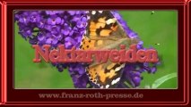 Schmetterlinge in unserem Garten - Nektarweide Sommerflieder