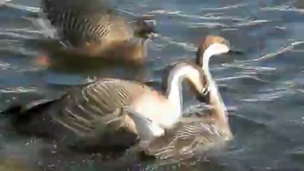 Драчливые гуси