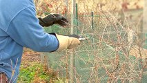 How To Prune Berry Bushes