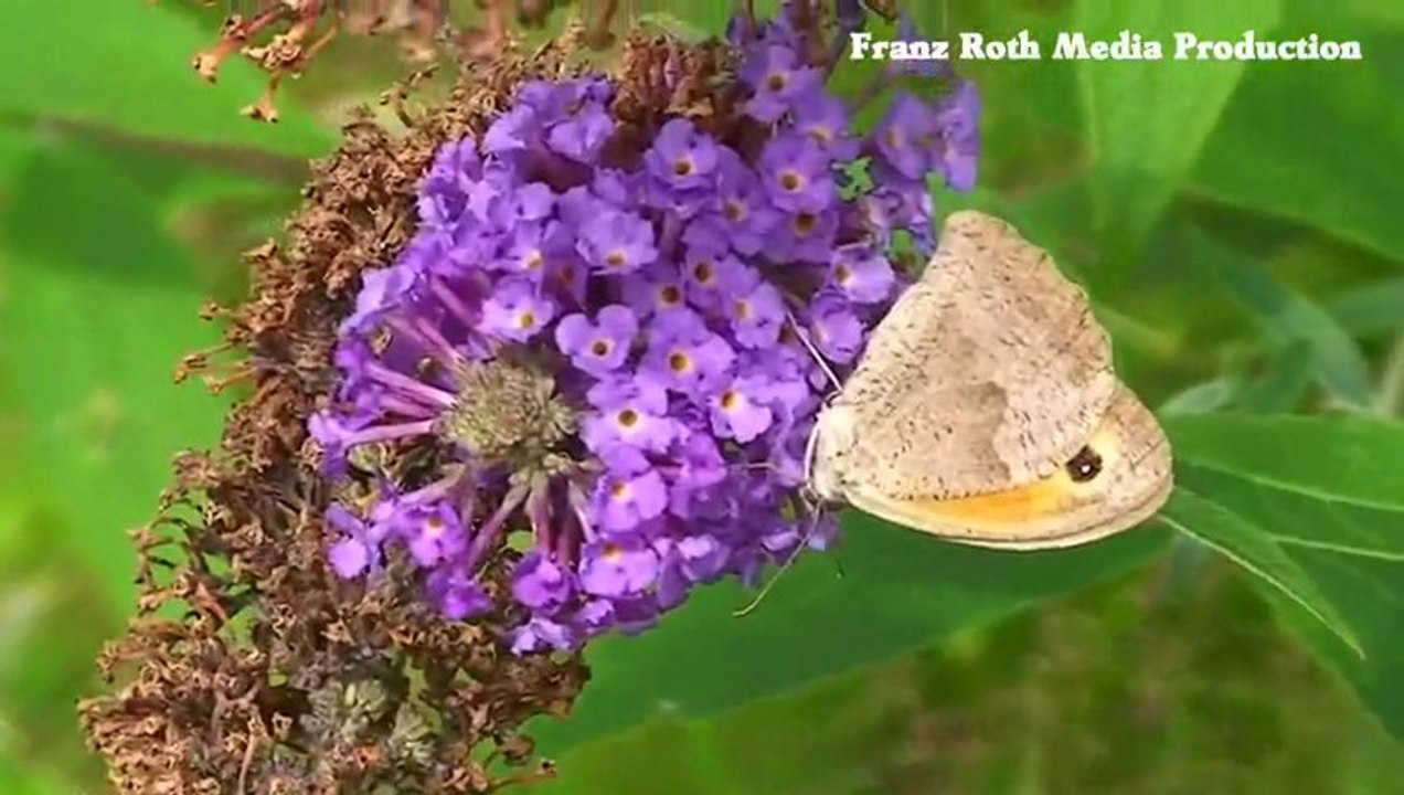 It's Butterfly's Day - Schmetterlinge in unserem Garten - Papillons