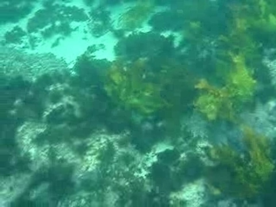 plongée sydney