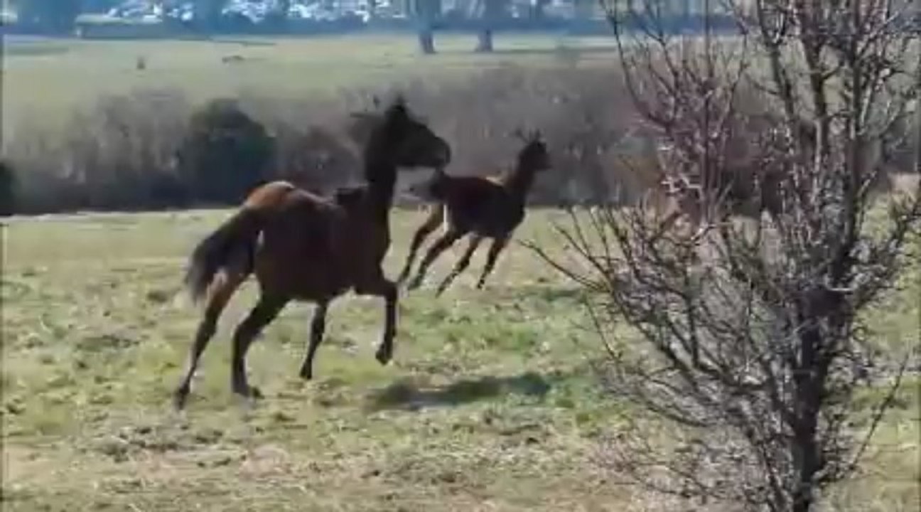 Caïdan - Jeux dans le pré