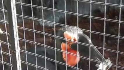 кафский ворон и мышь