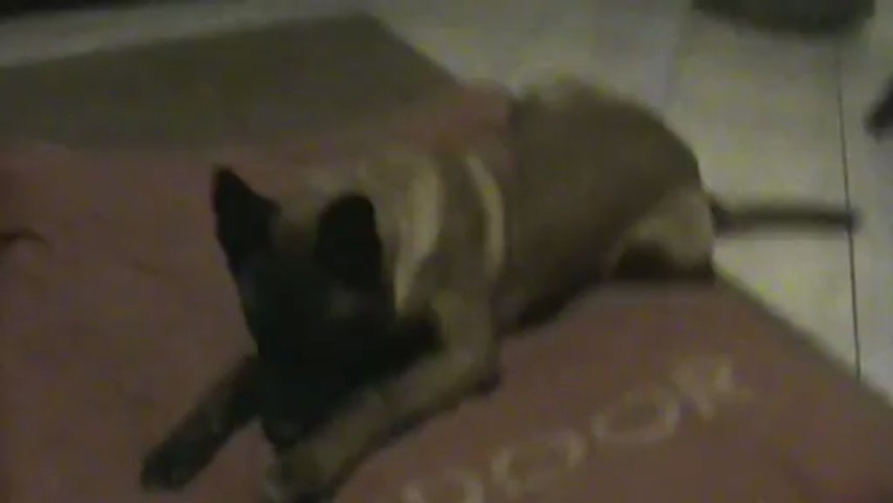 Hellboy4 mois 1/2  joue tout seul.....