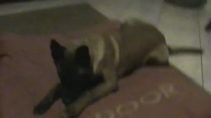 Hellboy4 mois 1/2  joue tout seul.....