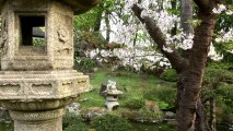 ZenGarden- Cherry Blossoms