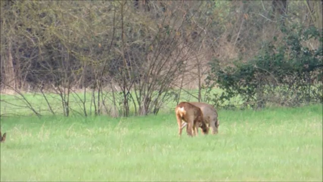 Chevreuils de la vallée de la Dême