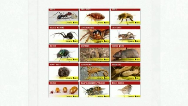 Pest Control Phoenix - (623) 877-0550 - AntEater Exterminating Inc