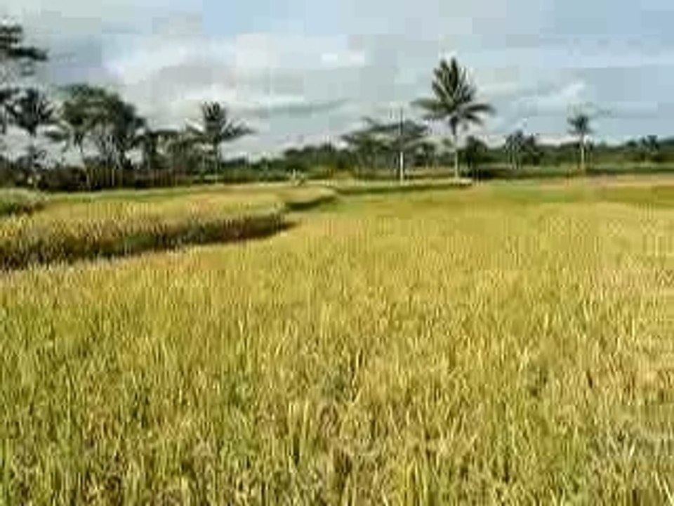 bali-ubud-riziere