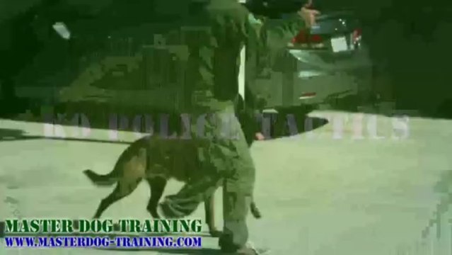 K9 Police Tactics - Master Dog Training