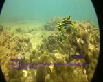 Life on coral reef of Churna Island is excelarating