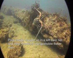 Poor lobster caught up in a left over net and died