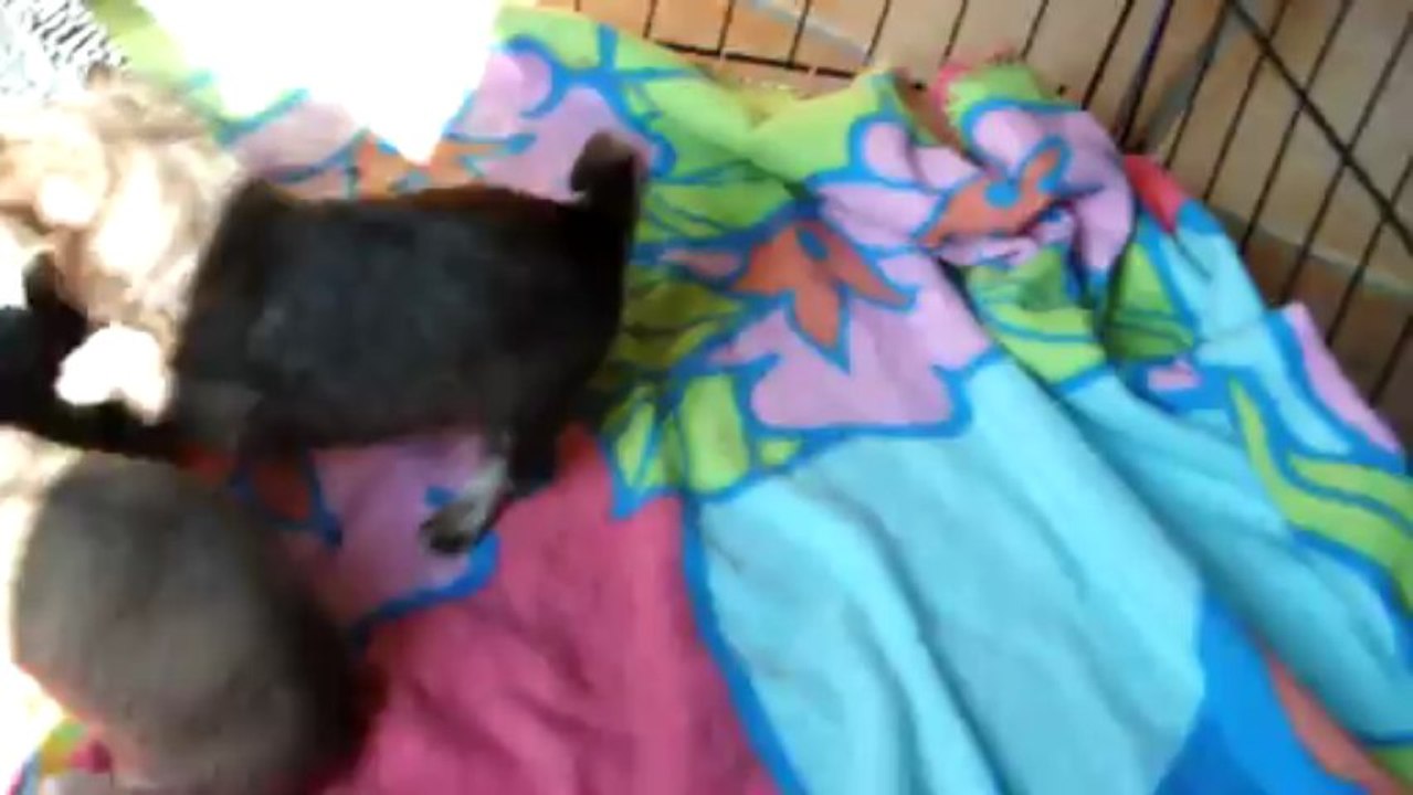 Disponible à partir du 14 avril 2013, portée, lof,poil court et poil long.