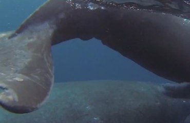 Cruising - Humpback Whales - 2013