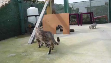 Magic Bengal - litter Fame & Pearl 2 months (3)