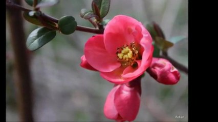 BAHAR & ÖZDEMİR ERDOĞAN