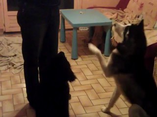 VIDEO0172 - 11 01 2013 - friandises pour wolf et toby