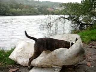 bull terrier bringé blanc