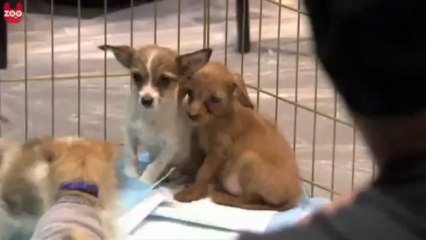 Yavru köpeklerden Amerikan futbolu