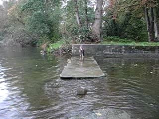 bull terrier bringé blanc