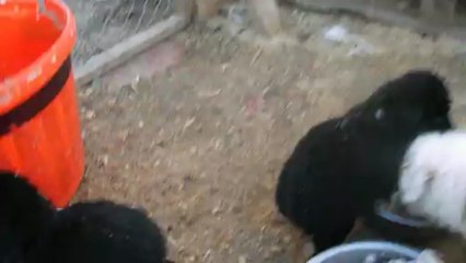 Dogs Ville Shelter 23.03.2013