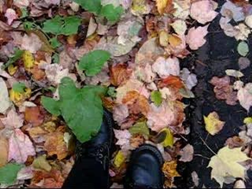 Pas dans les feuilles