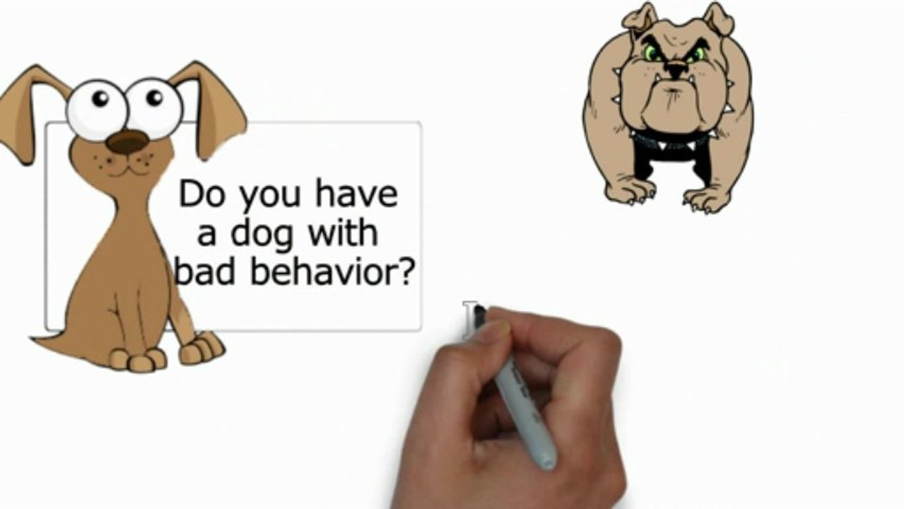 Dog Training Jacksonville FL