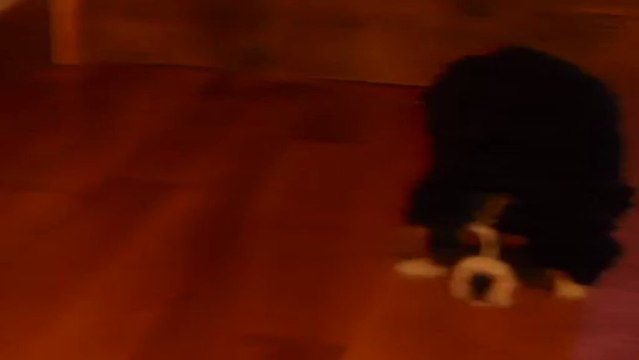 23 mars bébé orange et le chausson (Igor aimerait bien dormir et Ippy aimerait bien jouer avec le chausson