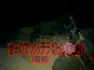 サファリパークでキャンプ