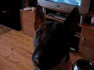 bull terrier bringé blanc