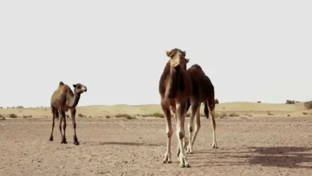 مياه صالحة للشرب في صحراء المغرب بتقنية بسيطة