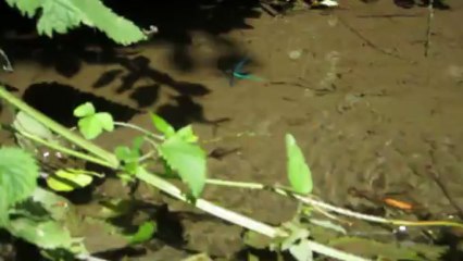 vol de libellule les demoiselles sur la rivière