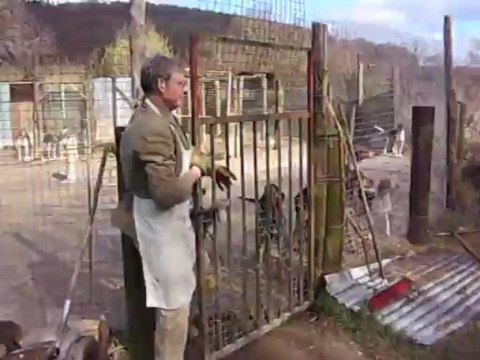 Vénerie du lièvre A : La sortie du chenil