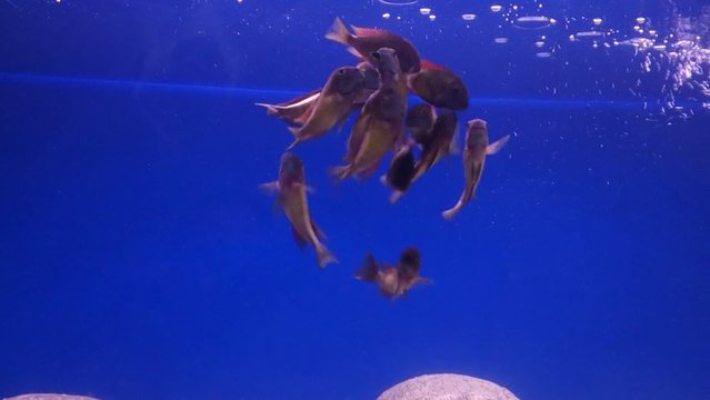 F0 Tropheus Red Rainbow Kasanga