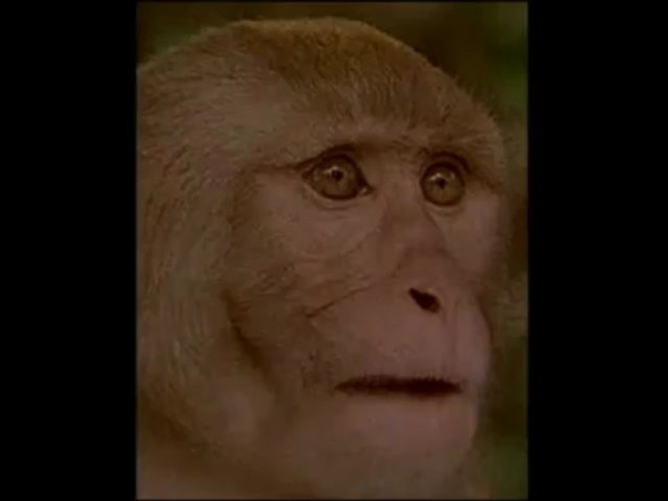 Les singes fous