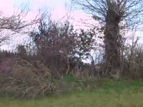 Vénerie du lièvre H : Le premier défaut