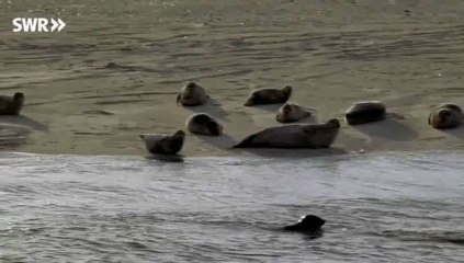 Schätze der Welt - Wattenmeer (Deutschland)