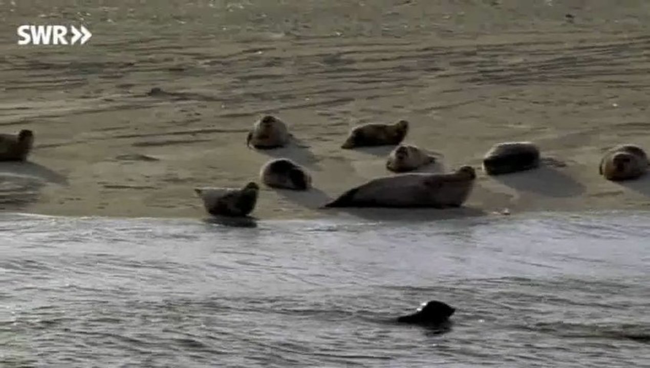 Schätze der Welt - Wattenmeer (Deutschland)