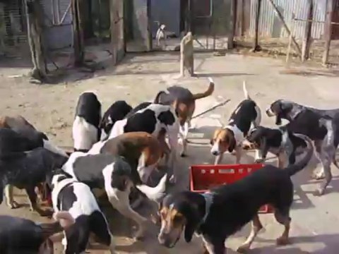 Vénerie du lièvre S : La soupe des chiens