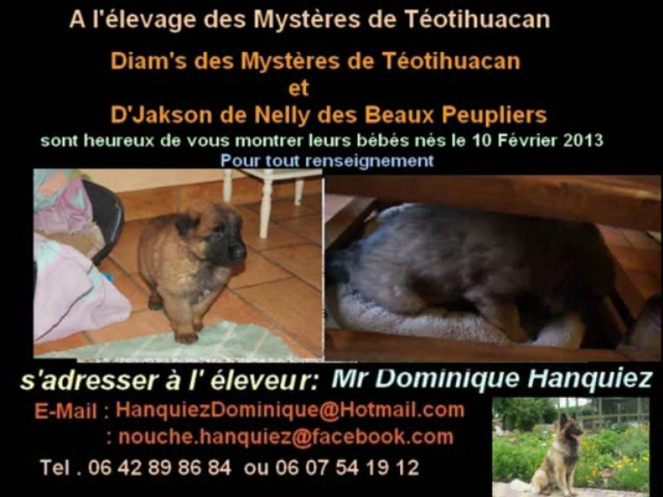 Les Chiots de Diam's des Mystères de Téotihuacan