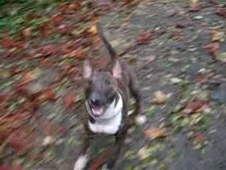 bull terrier bringé blanc