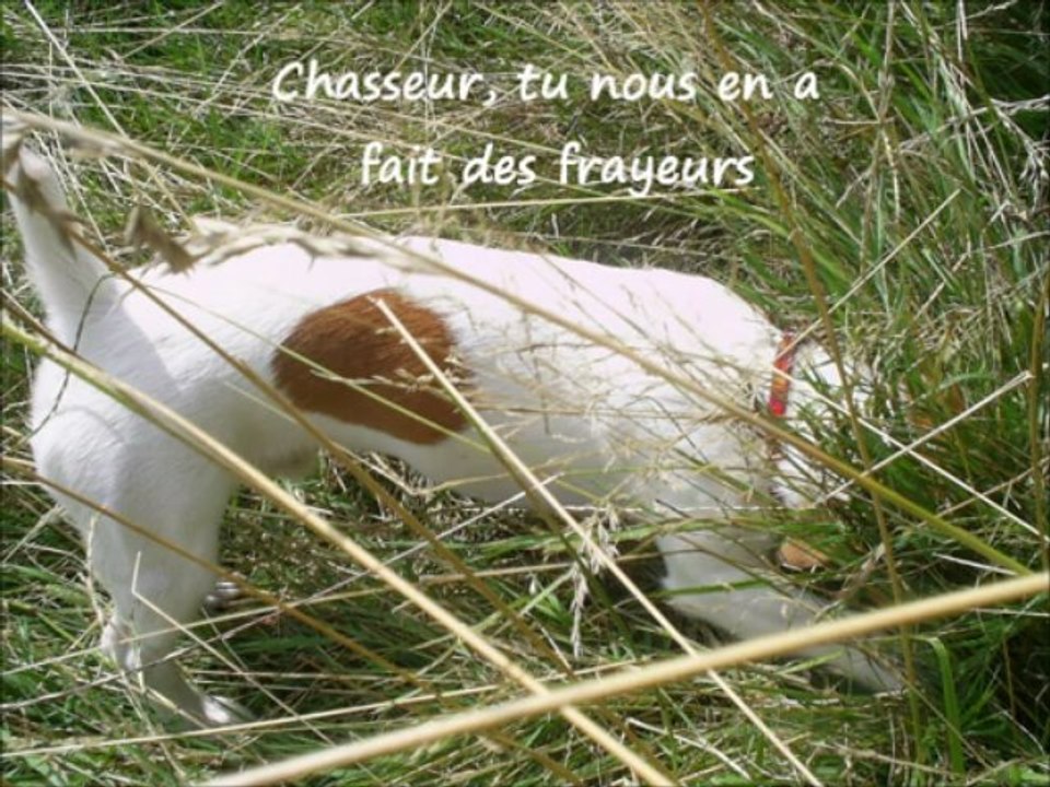 Hommage à Alto mon Jack Russell parti trop tôt