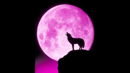 Howlin by The Electric Trunk and Mariachis Gringos