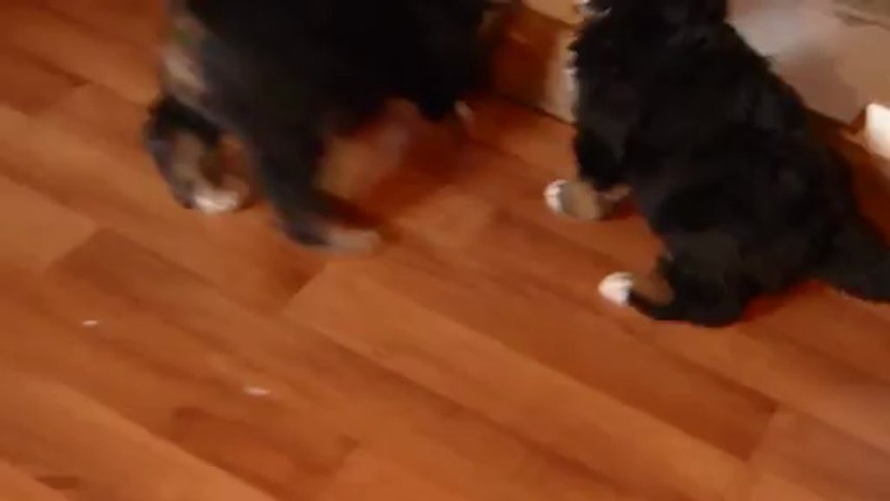 bébé vert et bébé orange jouent à la bagarre (arrivée de bébé rouge) 24 mars